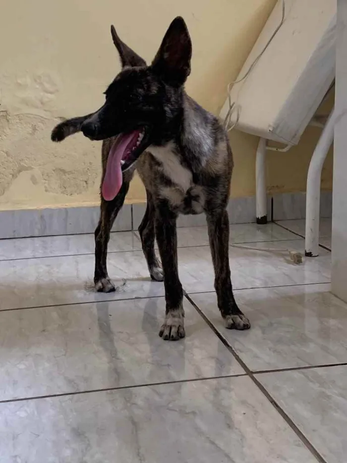 Cachorro ra a vira lata idade  nome não sabemos o nome 