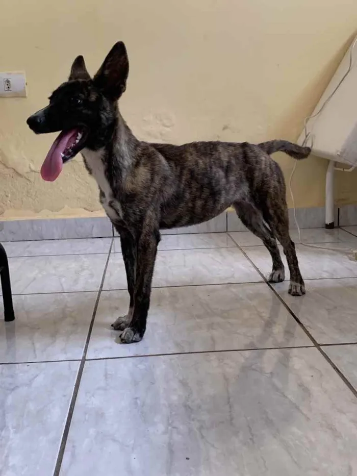 Cachorro ra a vira lata idade  nome não sabemos o nome 