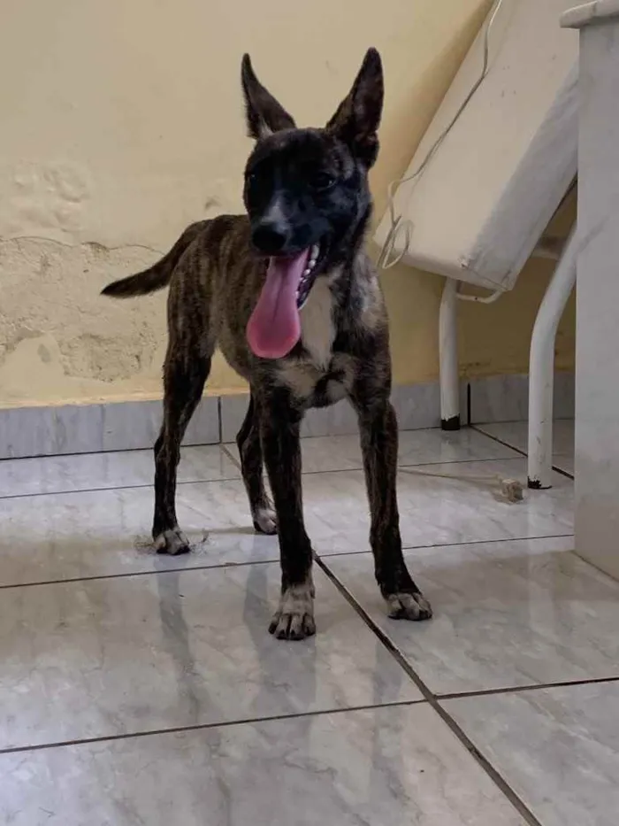 Cachorro ra a vira lata idade  nome não sabemos o nome 