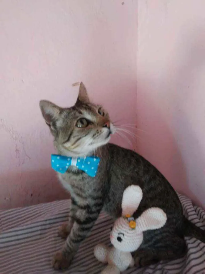Gato ra a Comum tigresa idade 7 a 11 meses nome Tigrão
