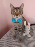 Tigrão
