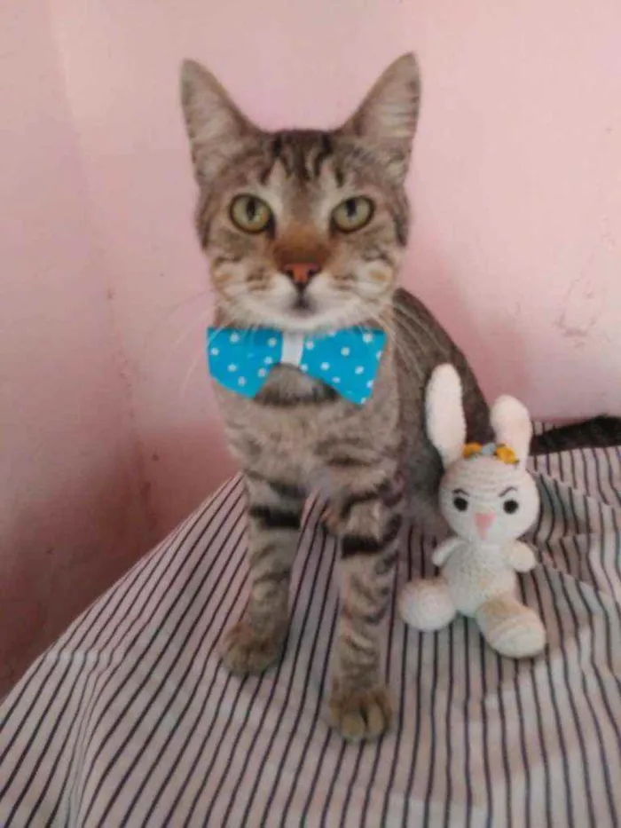Gato ra a Comum tigresa idade 7 a 11 meses nome Tigrão