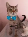 Tigrão