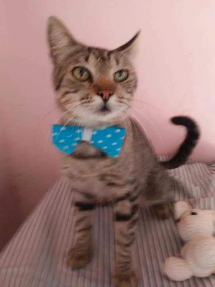 Gato ra a Comum tigresa idade 7 a 11 meses nome Tigrão