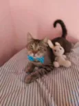 Tigrão