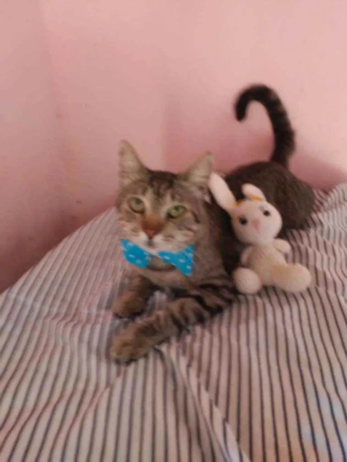 Gato ra a Comum tigresa idade 7 a 11 meses nome Tigrão