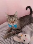 Tigrão