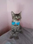 Tigrão