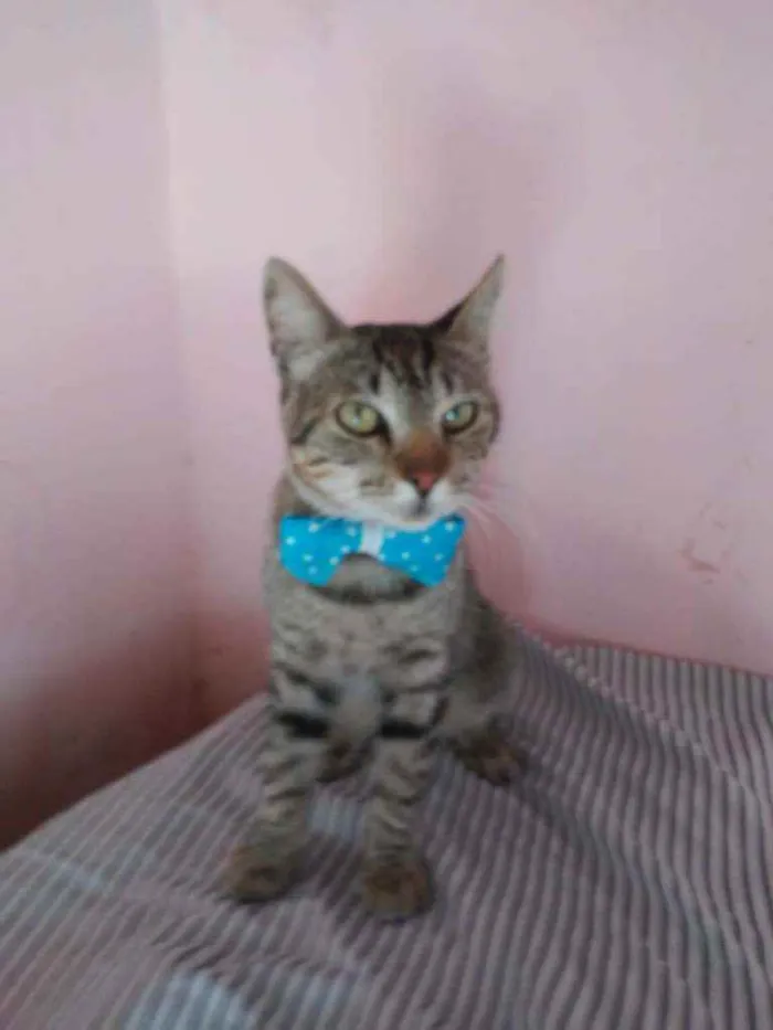 Gato ra a Comum tigresa idade 7 a 11 meses nome Tigrão