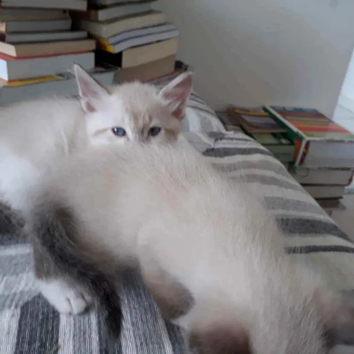 Gato raça SRD idade Abaixo de 2 meses nome Não tem