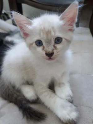 Gato raça SRD idade Abaixo de 2 meses nome Não tem