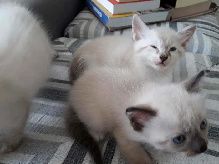 Gato raça SRD idade Abaixo de 2 meses nome Não tem