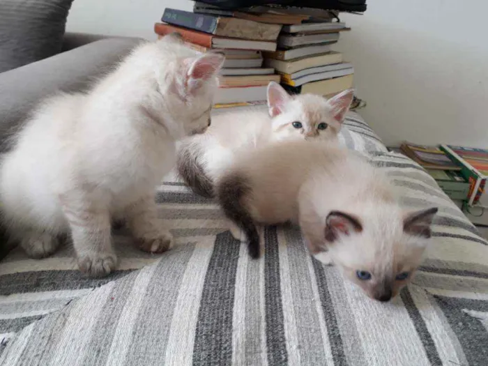 Gato raça SRD idade Abaixo de 2 meses nome Não tem