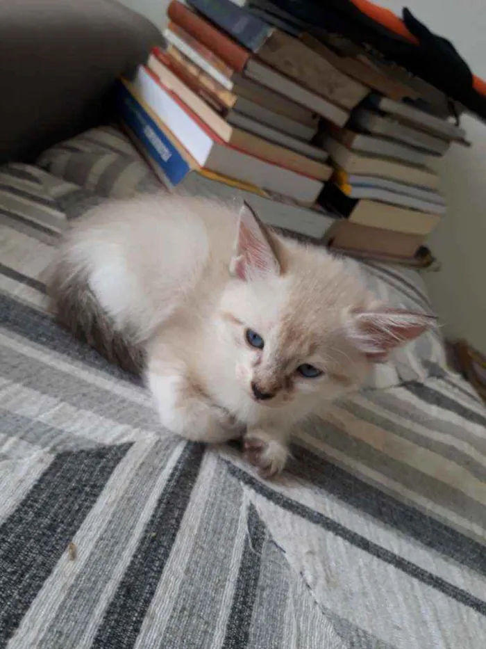 Gato raça SRD idade Abaixo de 2 meses nome Não tem