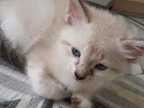 Gato raça SRD idade Abaixo de 2 meses nome Não tem