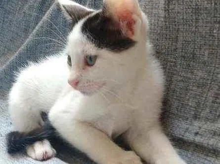 Gato ra a misturada idade Abaixo de 2 meses nome Filhotes