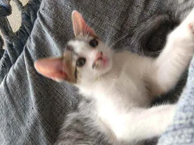 Gato ra a misturada idade Abaixo de 2 meses nome Filhotes