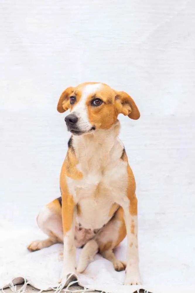 Cachorro ra a Sem raça definida idade 3 anos nome BIGOU