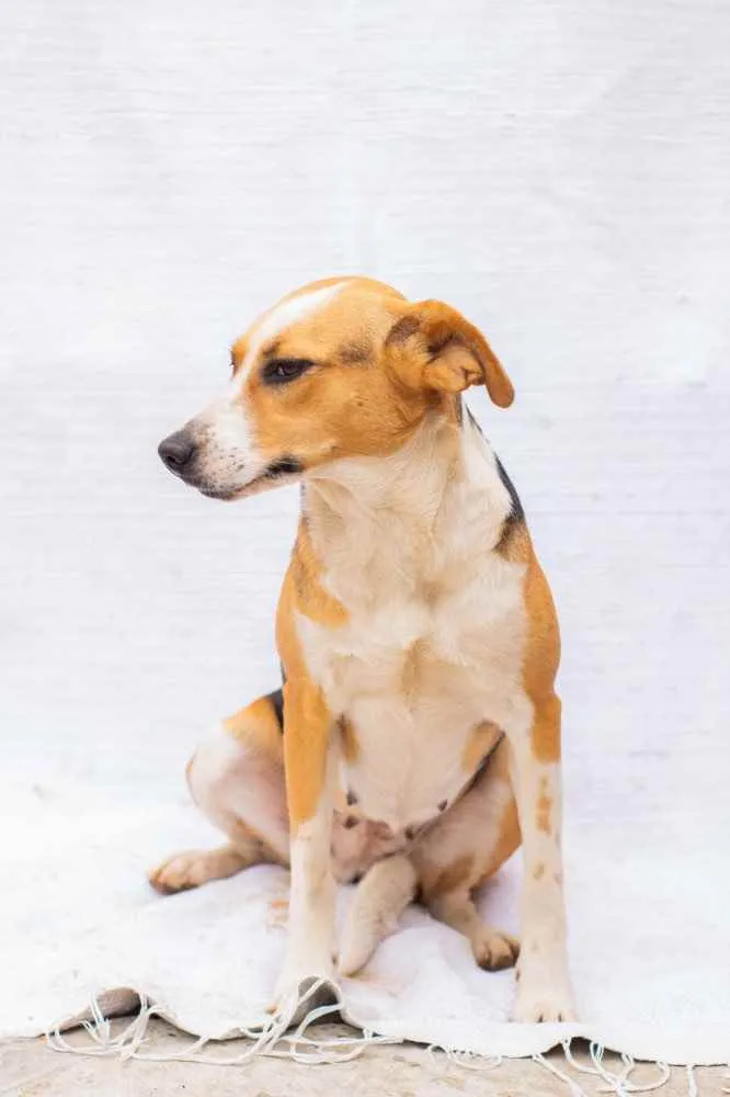 Cachorro ra a Sem raça definida idade 3 anos nome BIGOU