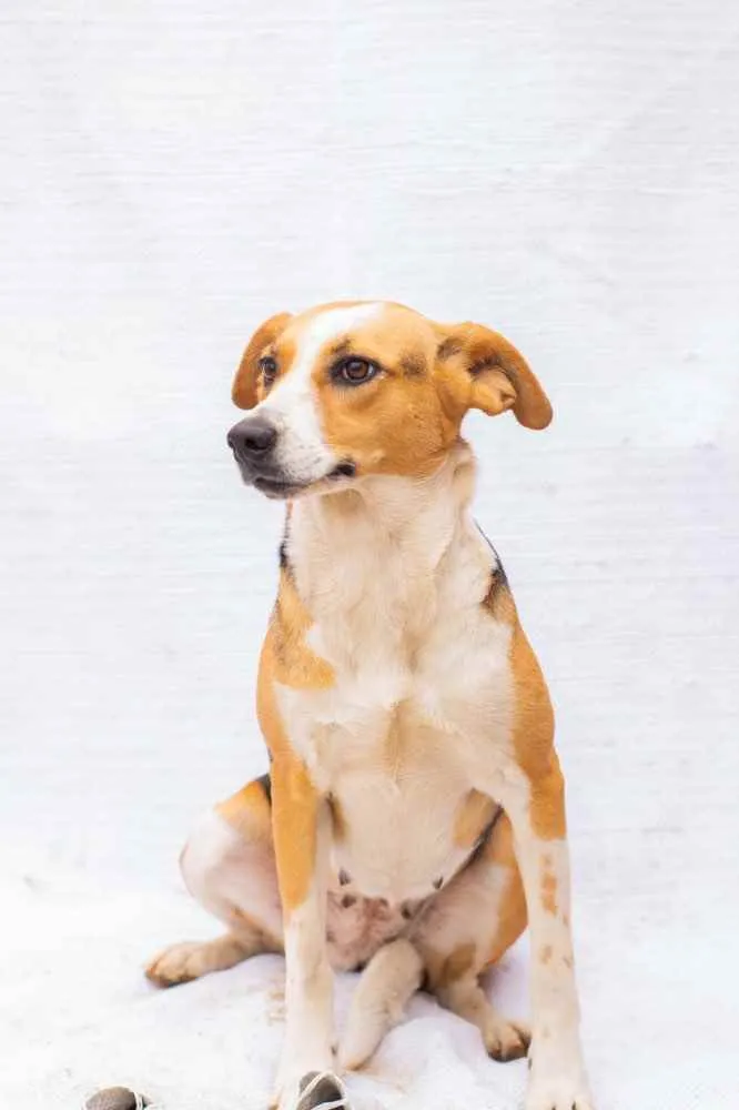 Cachorro ra a Sem raça definida idade 3 anos nome BIGOU