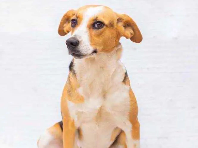 Cachorro ra a Sem raça definida idade 3 anos nome BIGOU