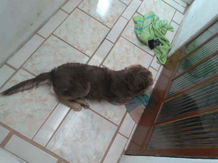 Cachorro raça Vira lata idade 7 a 11 meses nome Chronos