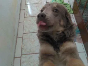 Cachorro raça Vira lata idade 7 a 11 meses nome Chronos