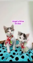 Angel e Brisa