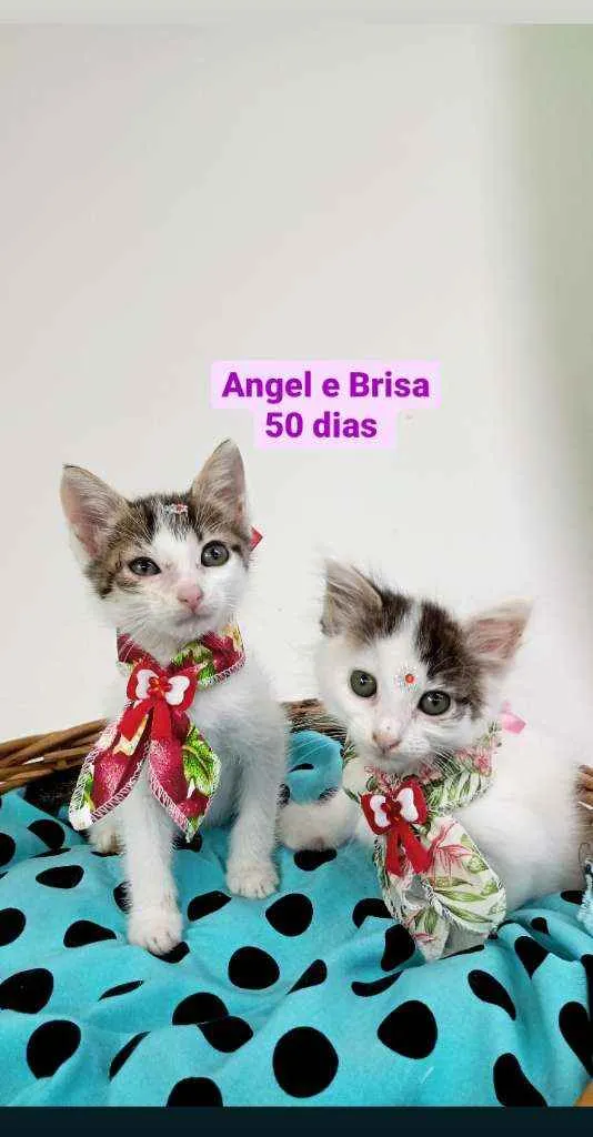 Gato ra a Srd idade Abaixo de 2 meses nome Angel e Brisa