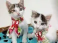 Angel e Brisa