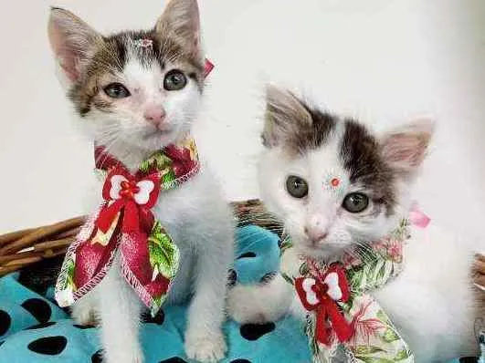 Gato ra a Srd idade Abaixo de 2 meses nome Angel e Brisa