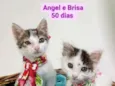 Angel e Brisa