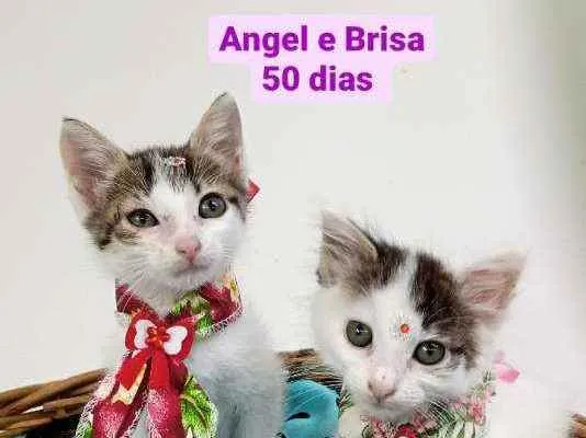 Gato ra a Srd idade Abaixo de 2 meses nome Angel e Brisa