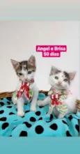 Angel e Brisa