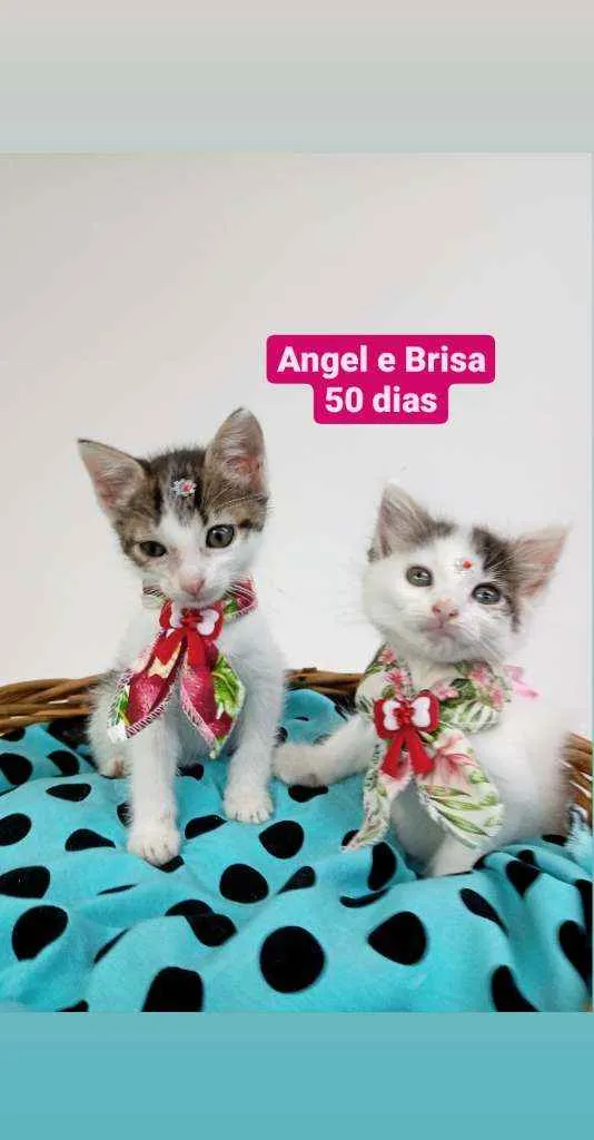 Gato ra a Srd idade Abaixo de 2 meses nome Angel e Brisa