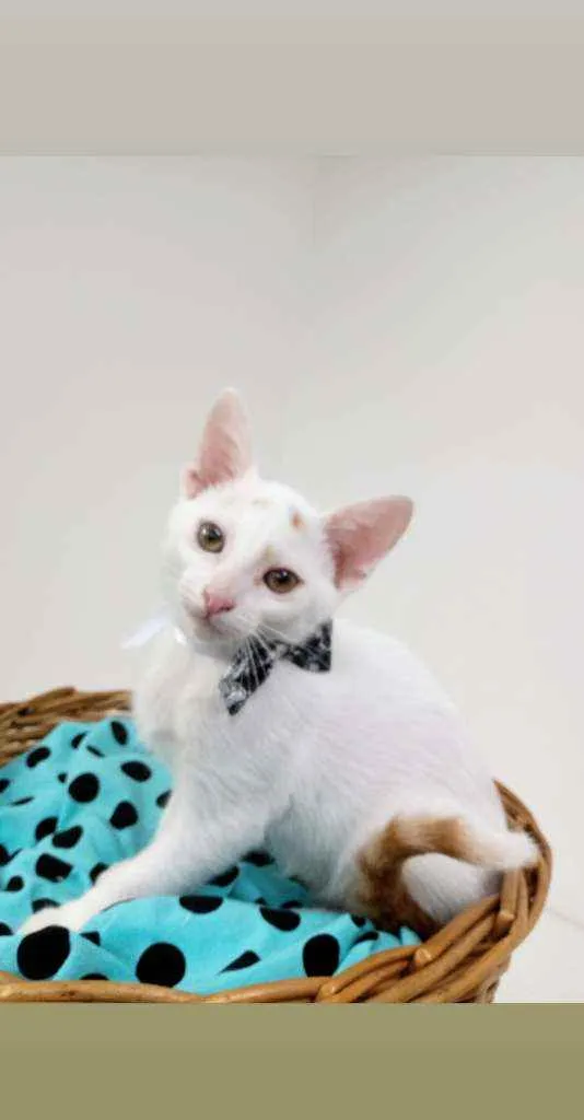 Gato ra a Srd idade Abaixo de 2 meses nome Piter