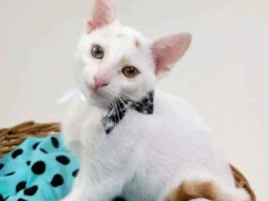 Gato ra a Srd idade Abaixo de 2 meses nome Piter