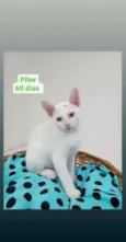 Piter