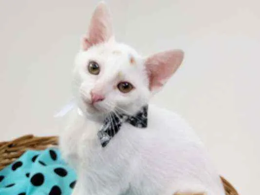 Gato ra a Srd idade Abaixo de 2 meses nome Piter