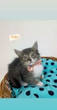 Theo