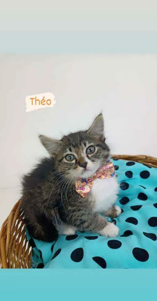 Gato ra a Srd idade Abaixo de 2 meses nome Theo