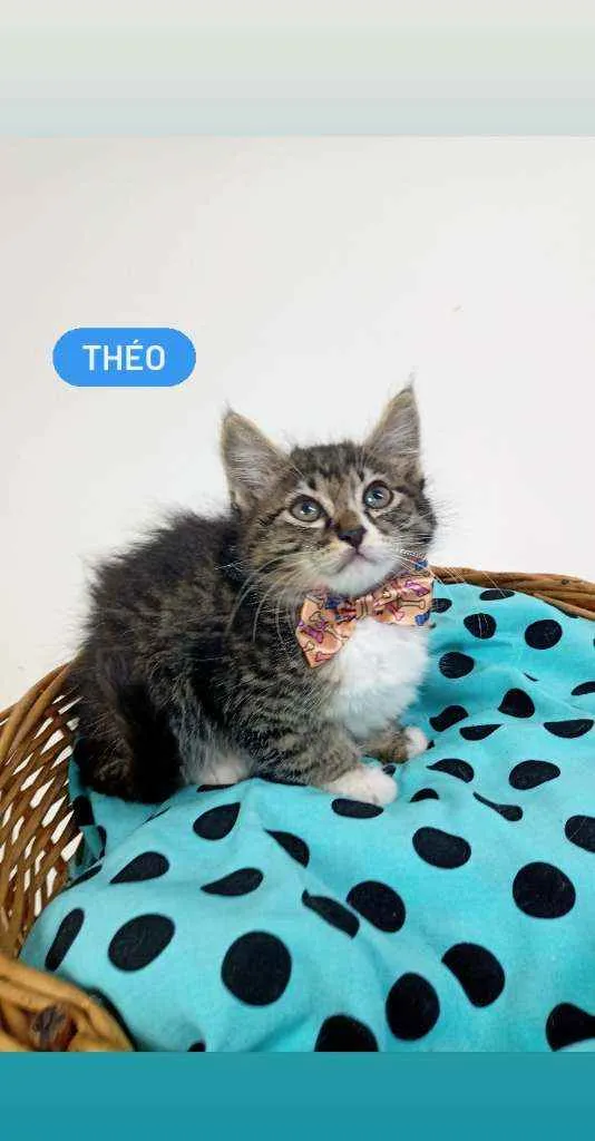 Gato ra a Srd idade Abaixo de 2 meses nome Theo