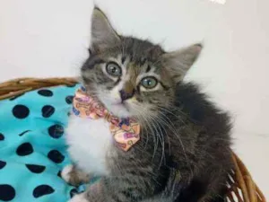 Gato raça Srd idade Abaixo de 2 meses nome Theo
