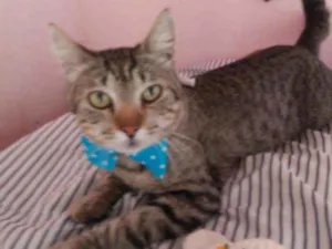 Gato raça Comum tigresa idade 7 a 11 meses nome Tigrão