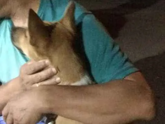 Cachorro ra a Mestiço  idade 1 ano nome Byle