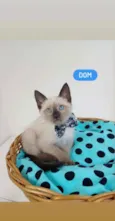 Dom