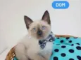 Dom