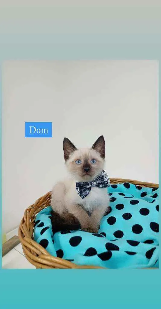 Gato ra a Srd idade Abaixo de 2 meses nome Dom