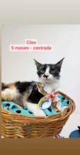 Cleo