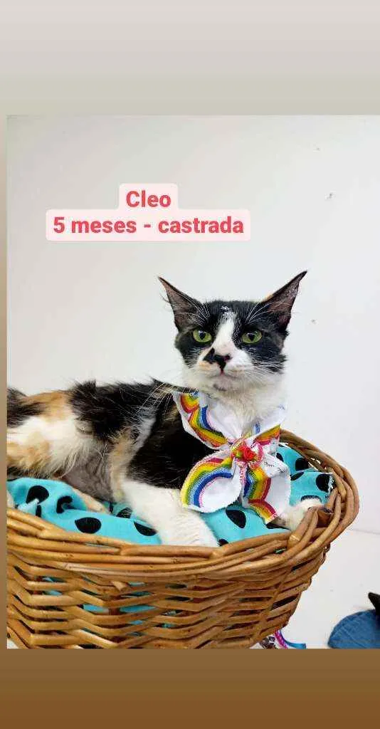 Gato ra a Srd idade 2 a 6 meses nome Cleo